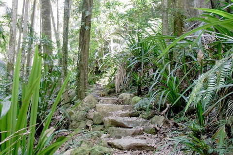 Byron Bay Combo: Hinterland Tour Including Minyon Falls And Kayaking With Dolphins - ACT Tourism 5