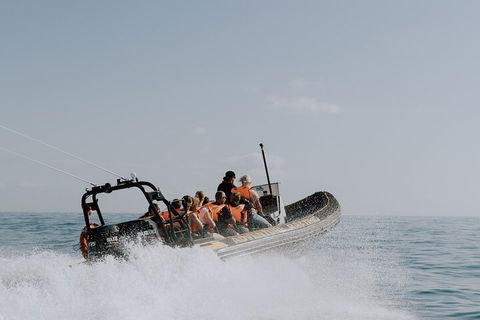 Adventure Whale Watching Tour Mooloolaba - ACT Tourism 0