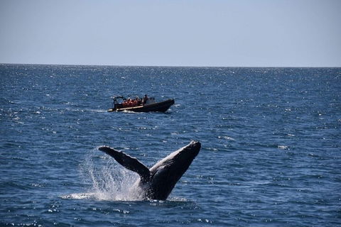 Adventure Whale Watching Tour Mooloolaba - ACT Tourism 1