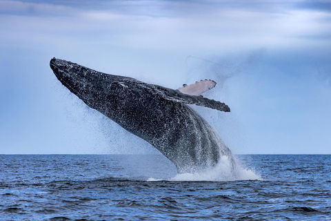 Adventure Whale Watching Tour Mooloolaba - ACT Tourism 2