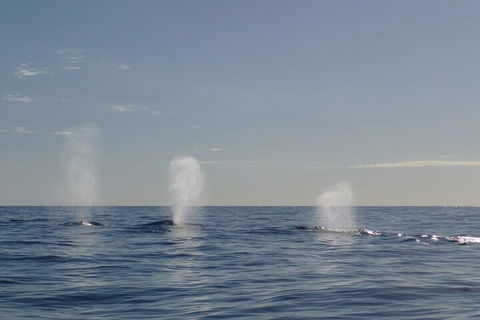 Adventure Whale Watching Tour Mooloolaba - ACT Tourism 3