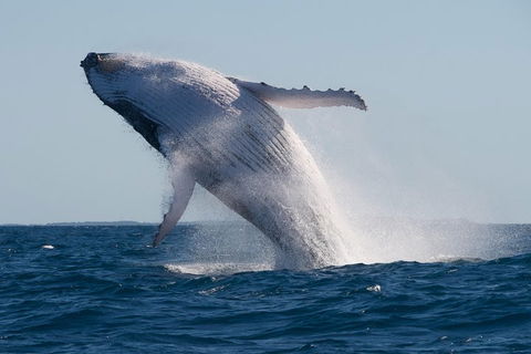 Adventure Whale Watching Tour Mooloolaba - ACT Tourism 5