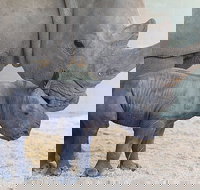 Croc Express to Australia Zoo from Gold Coast - ACT Tourism