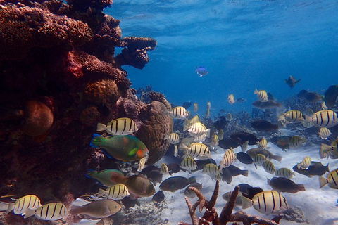 Lagoon Explorer - Ningaloo Reef Full-Day Kayaking And Snorkeling Adventure - ACT Tourism 2