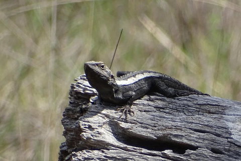 Inside The Greater Blue Mountains World Heritage - A Private Wildlife Safari Overnight - ACT Tourism 2