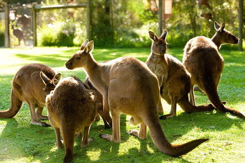 Yarra Valley Wine And Wildlife Self-Driving Tour - ACT Tourism 4