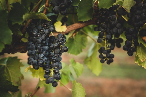 Hideaway Private Tours Hunter Valley- Indulgence Wine Tour (Full Day) - ACT Tourism 3