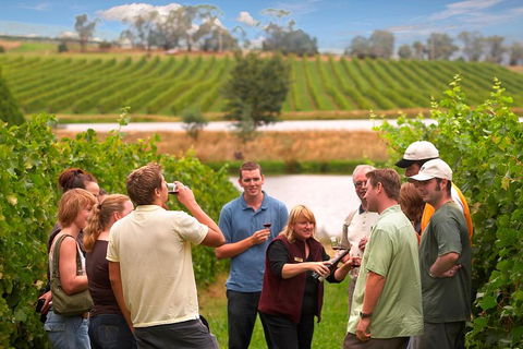 Yarra Valley Balloon Flight And Winery Tour - ACT Tourism 4