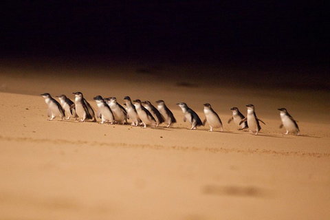 Great Ocean Road & Phillip Island Overnight Tour - ACT Tourism 2