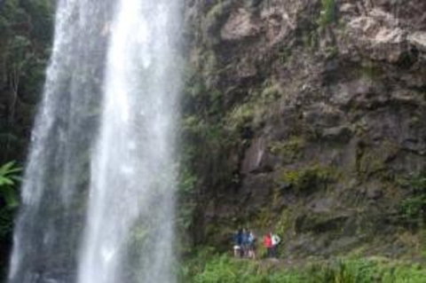 Springbrook National Park Discovery Full-Day Bushwalking Tour - ACT Tourism 0