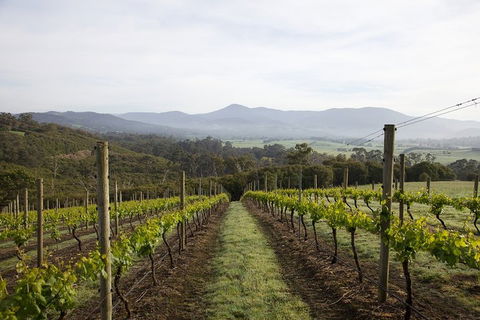 Yarra Valley 2-6 Guests Premium Food And Wine Inc Lunch At Dominique Portet - ACT Tourism 1