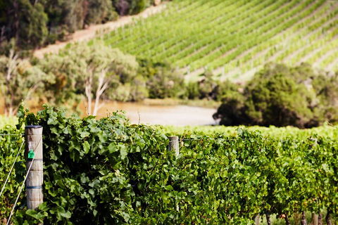 Yarra Valley Premium Tour Inc Lunch And Cheese, Chocolate Fondue At Rochford - ACT Tourism 5