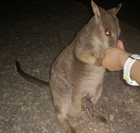 Private Tour to Paronella Park Historic Village Herberton and wild life Wallaby - ACT Tourism
