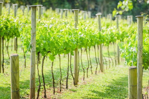 Deluxe Winery Tour To Tamborine Mountain, Includes Gourmet Two Course Lunch - ACT Tourism 5