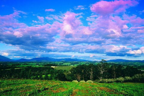 Yarra Valley Wine And Cider Tours By Classic Convertibles From Melbourne - ACT Tourism 3