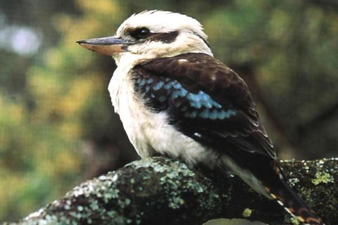 Yarra Valley Wine And Cider Tours By Classic Convertibles From Melbourne - ACT Tourism 4