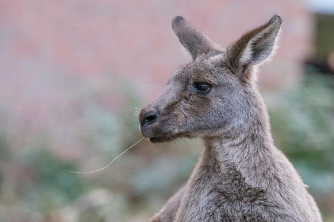 Grampians National Park With Kangaroos And MacKenzie Falls From Melbourne - ACT Tourism 0