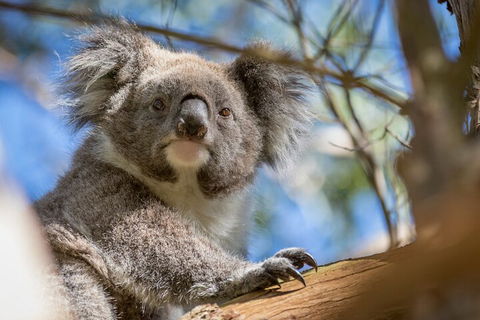 Phillip Island Penguin And Koala Highlights Day-Trip From Melbourne - ACT Tourism 2