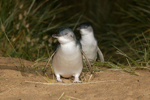 Phillip Island Penguin And Koala Highlights Day-Trip From Melbourne - ACT Tourism 3