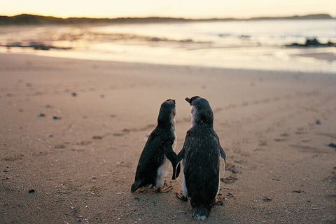 Phillip Island Penguin And Koala Highlights Day-Trip From Melbourne - ACT Tourism 4