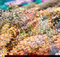 Sunshine Coast Eumundi Markets Return Minibus Transfer - ACT Tourism