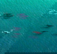 40-45 Minute Port Stephens and Stockton Beach Helicopter Flight - For 2 - ACT Tourism