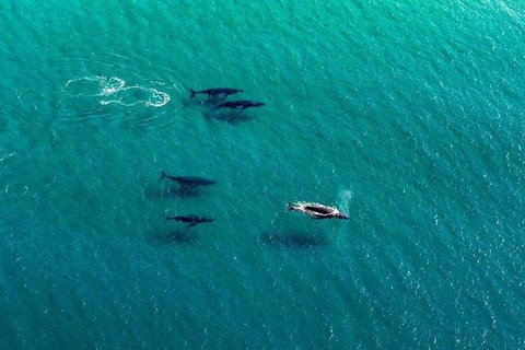 40-45 Minute Port Stephens And Stockton Beach Helicopter Flight - For 2 - ACT Tourism 0