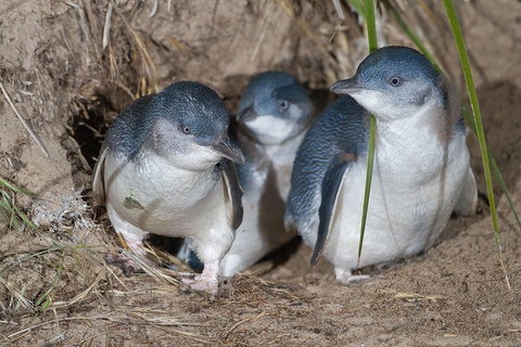 Great Ocean Road & Phillip Island - 3 Days, 2 Nights - ACT Tourism 2