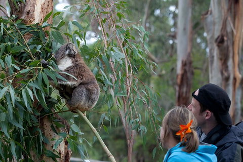 Great Ocean Road & Phillip Island - 3 Days, 2 Nights - ACT Tourism 4
