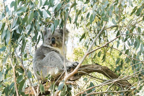 Ultimate Reverse Direction - 12 Apostles, Great Ocean Road - Small Group Tour - ACT Tourism 5