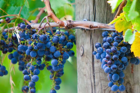 Yarra Valley, Dandenong Ranges Inc. Lunch With Wine,plus Morning Tea,chocolate - ACT Tourism 0