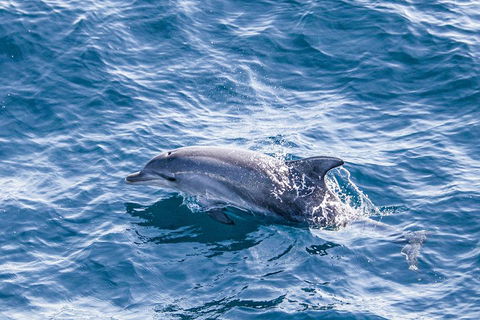 All Inclusive Dolphin And Tangalooma Wrecks Cruise - ACT Tourism 1