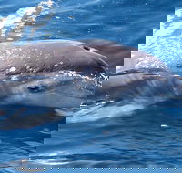 Jervis Bay Dolphin Watch Cruise - ACT Tourism