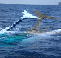 Whale Watching Jervis Bay - ACT Tourism