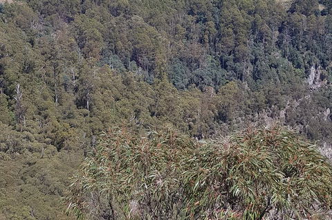 Leven Canyon Day Trip Including Wings Wildlife Park Or Gunns Plains Caves - ACT Tourism 4