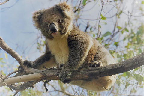 Kangaroo Island Scenic Trail Tour - ACT Tourism 2