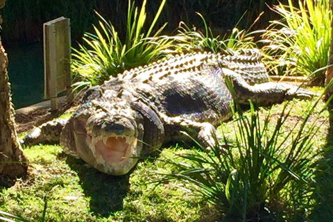 Central Coast Private Tour From Sydney, With Australian Reptile Park Option - ACT Tourism 4