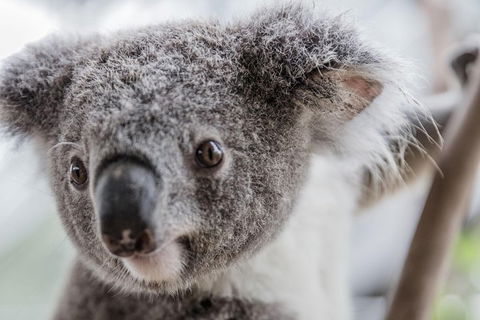 Ultimate Sydney Pass - ACT Tourism 2