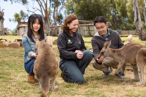 Bonorong Wildlife Park And Richmond Afternoon Tour From Hobart - ACT Tourism 1
