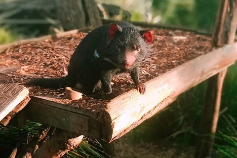 Bonorong Wildlife Park And Richmond Afternoon Tour From Hobart - ACT Tourism 4