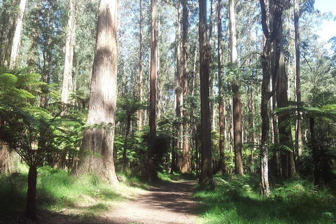 Dandenong Ranges Private Tour Including William Ricketts Sanctuary - ACT Tourism 0