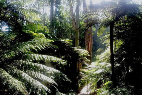 Dandenong Ranges Private Tour Including William Ricketts Sanctuary - ACT Tourism 1