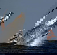 Sydney Harbour Tall Ship Whale  Sail - Whale Watching Cruise - ACT Tourism