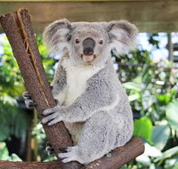 Cairns ZOOM and Wildlife Dome - ACT Tourism