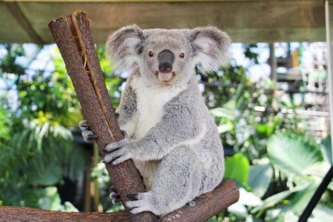 Cairns ZOOM And Wildlife Dome - ACT Tourism 0