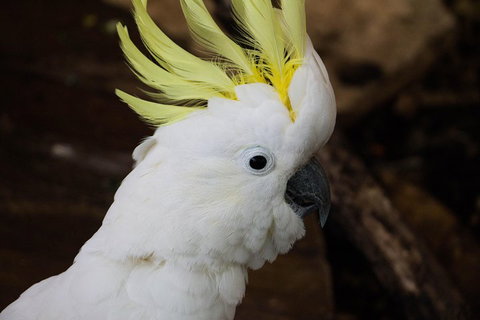 Cairns ZOOM And Wildlife Dome - ACT Tourism 2