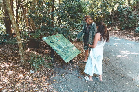 Springbrook AndTamborine Rainforest Tour Incl Natural Bridge And Glow Worm Cave - ACT Tourism 5