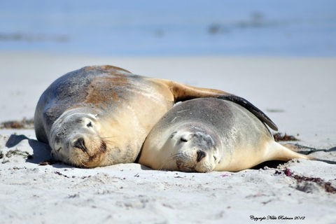 NEW TOUR - Kangaroo Island Road To Recovery Tour (1 Day/1 Night) - ACT Tourism 1