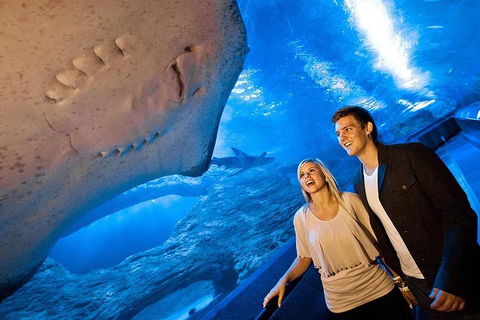 Dive With Sharks At AQWA - ACT Tourism 0