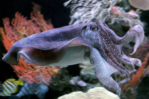 Dive With Sharks At AQWA - ACT Tourism 1